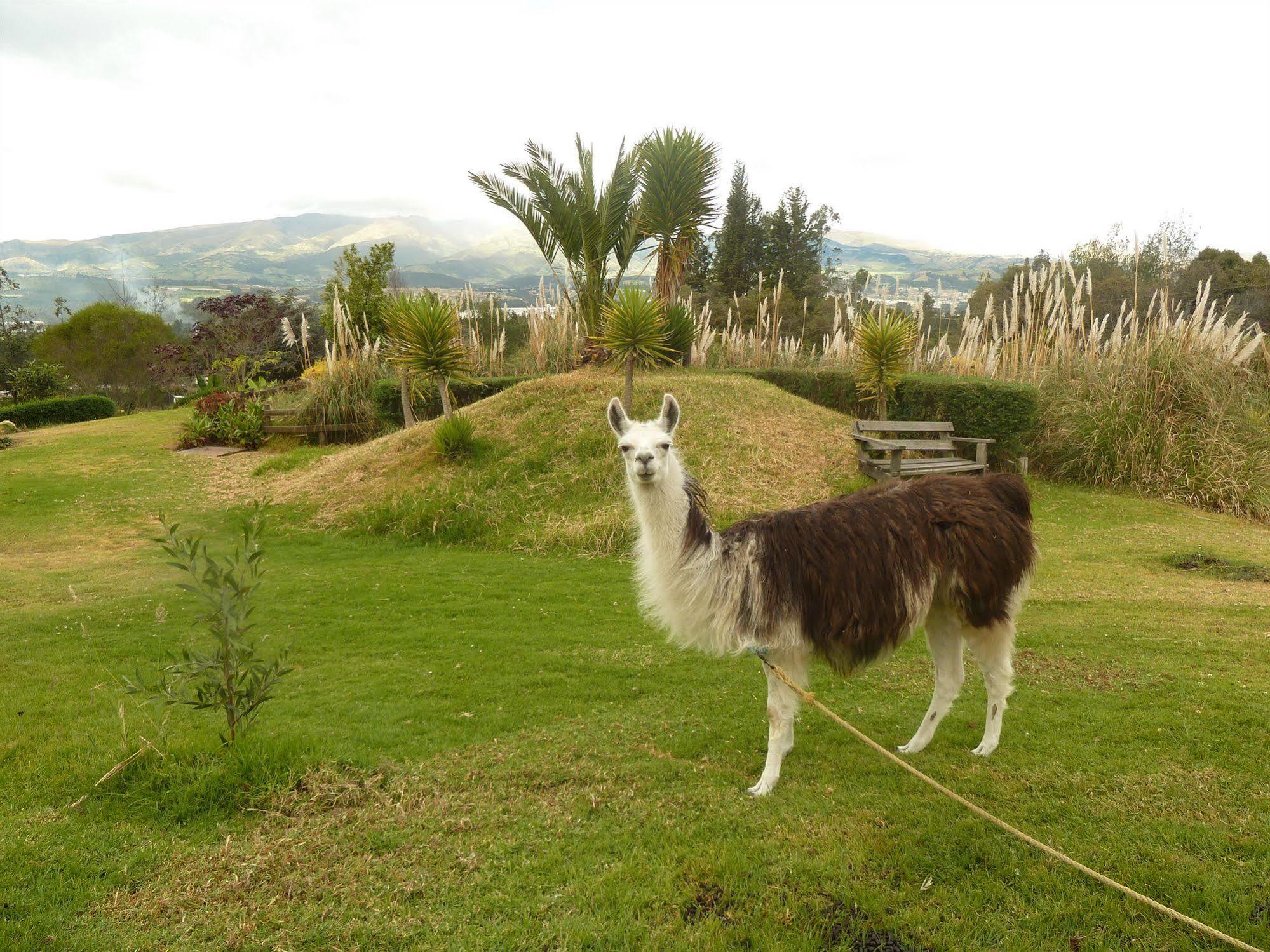 كايامبيه Hacienda Hosteria San Luis المظهر الخارجي الصورة